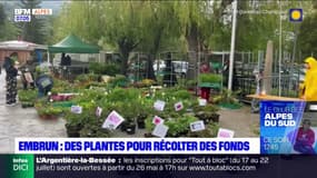 Hautes-Alpes: une vente de plantes organisée ce dimanche à Embrun pour récolter des fonds