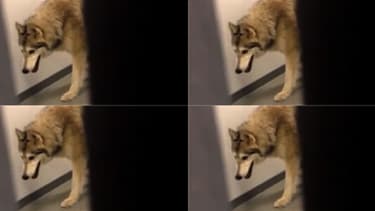 La lugeuse américaine Kate Hansen a prétendu avoir filmé un loup dans les couloirs du village olympique à Sotchi.