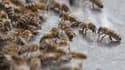 Les abeilles se sont attaquées aux animaux qui se trouvaient dans un pré