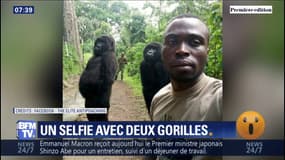 Ce selfie d'un garde forestier avec deux gorilles a fait le tour du monde