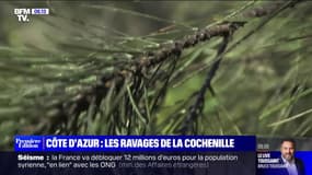 Var: les pins menacés par la cochenille-tortue 