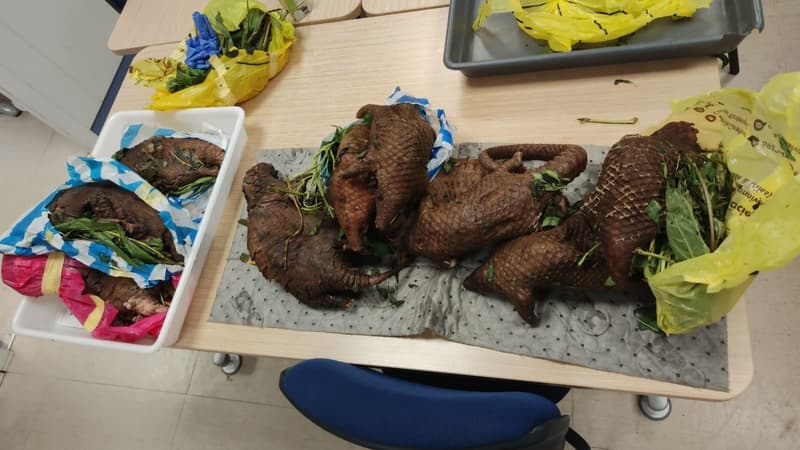 Plus de 16 kilos de viande de pangolin ont été saisis à l'aéroport de Bordeaux.