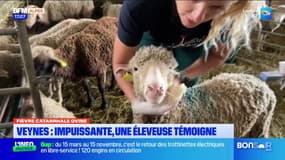 Veynes (Hautes-Alpes): reportage dans une exploitation d'ovins touchée par la fièvre catarrhale
