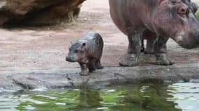 Gloria, un bébé hippopotame né il y a deux semaines, fait sa première sortie publique au zoo de Beauval