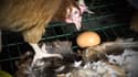 Dans la vidéo de l'association L214, on voit des poules parmi des cadavres d'animaux.