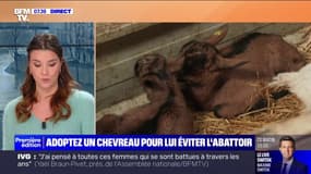 Cette association propose d'adopter des chevreaux pour leur éviter l'abattoir
