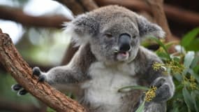 Un koala le 28 avril 2016 dans la localité côtière de Port-Macquarie en Australie