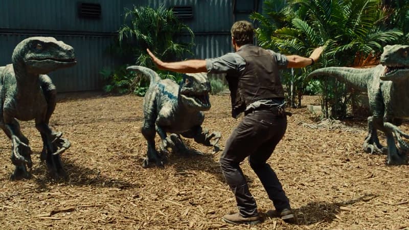 Dans Jurassic World, Chris Pratt tente d'apprivoiser des vélociraptors. 
