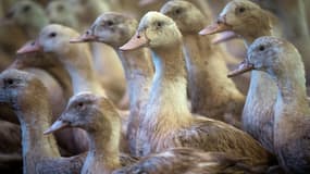 Deux vaccins expérimentés en France se sont avérés "très efficaces" pour prémunir des canards de la grippe aviaire
