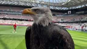 Mèfi, la mascotte emblématique de l'OGC Nice.