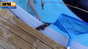 Comment réagiriez-vous si un python tombait dans votre piscine ?