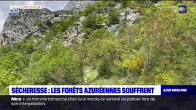 Sécheresse: les forêts azuréennes souffrent du manque d'eau
