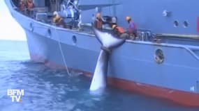 Baleines tuées: Sea Shepherd diffuse des archives après une bataille avec le gouvernement australien