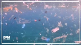 Au Mexique, des plongeurs montrent comment le plastique a dévasté la mer