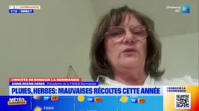 Normandie: les agriculteurs font face à de mauvaises récoltes