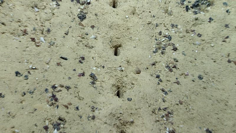 De mystérieux trous dans les fonds de l'océan Atlantique suscitent les interrogations des scientifiques américains. 