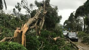 Des arbres endommagés par le typhon Hato à Zhuhai dans le sud de la Chine le 23 août 2017