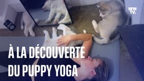 Le puppy yoga, une pratique de relaxation avec des chiots 