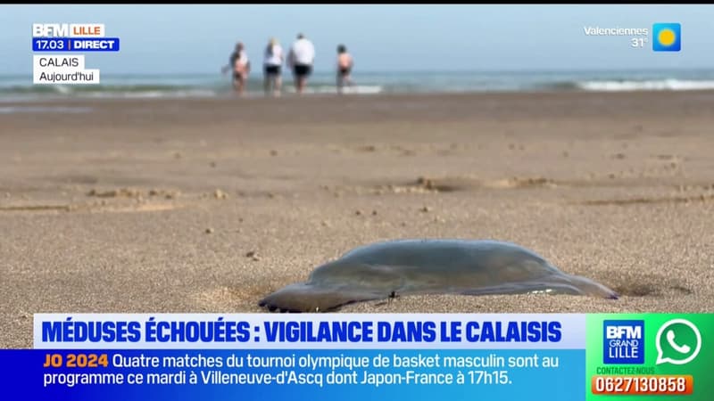 Regarder la vidéo Méduses échouées: vigilance dans le Calaisis