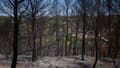 Une forêt brûlée surplombe le village de Cotignac à la suite d'un incendie de forêt survenu près du Sanctuaire Notre-Dame-de-Grâces à Cotignac, dans le Var, en France, le 24 juillet 2026.