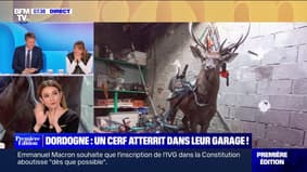Un cerf atterrit dans le garage d'un couple de retraités en Dordogne