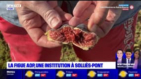Var: la seule figue AOP française est cultivée dans le bassin de Solliès
