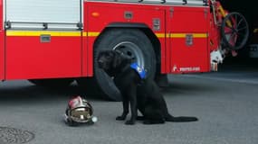 Le chien "Lol" accompagne les victimes dans la juridiction de Cahors depuis le printemps 2019.
