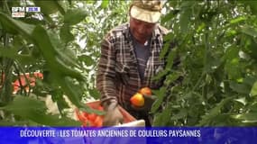   DÉCOUVERTE : les variétés de tomates anciennes à Couleurs Paysannes, près de Manosque