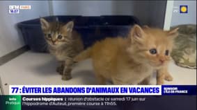 Seine-et-Marne: éviter les abandons d'animaux en vacances