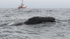 La baleine noire n'avait pas été aperçue depuis 60 ans.