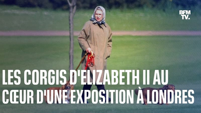 Les corgis d'Elizabeth II au coeur d'une exposition à Londres, 6 mois après la mort de la reine
