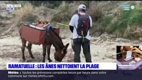 Ramatuelle: des ânes ramassent les déchets sur les plages