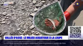 Alpes de Haute-Provence : L'office français de la biodiversité récolte des données piscicoles
