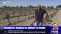 Sécheresse: quand le sel détruit les vignes en Camargue