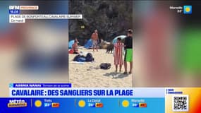 Cavalaire : des sangliers sur la plage
