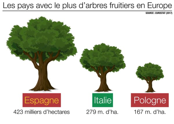 Infographie sur les arbres fruitiers dans l'UE.