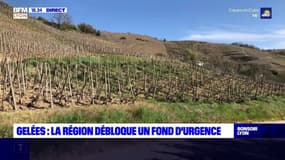 Gelées : la Région débloque un fonds d'urgence 