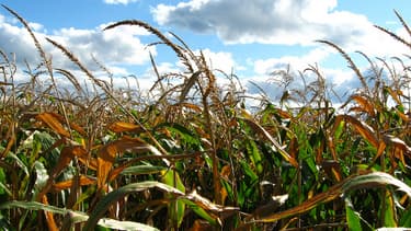 L'Ottawa utilise également des pesticides pour ses cultures.