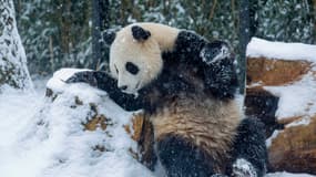 Un panda sous la neige au parc Pairi Daiza, en Belgique, le 17 janvier 2024