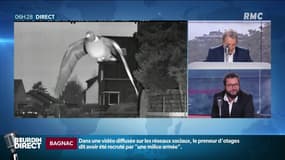 Quand un pigeon se fait flasher pour excès de vitesse