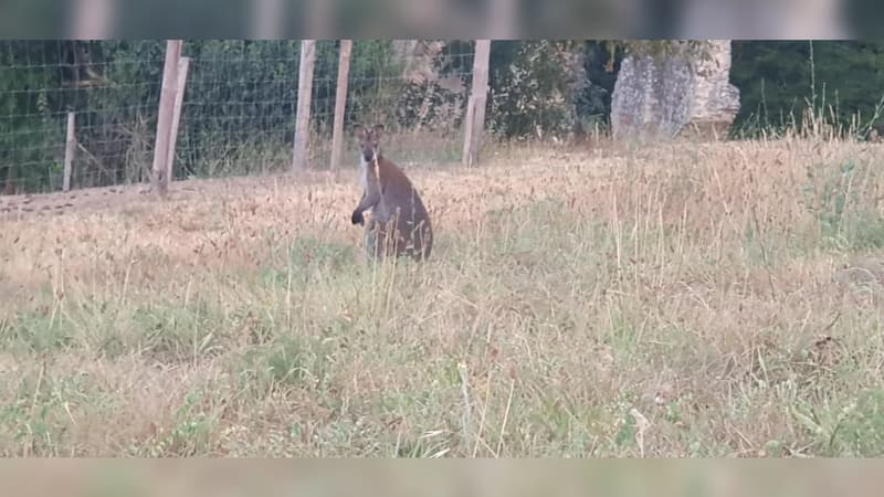 Jumpy le wallaby, qui s'est à nouveau échappé de la ferme pédagogique de Mornant depuis mardi 13 août.