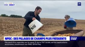 Dans le Nord et le Pas-de-Calais, les pillages dans les champs se multiplient