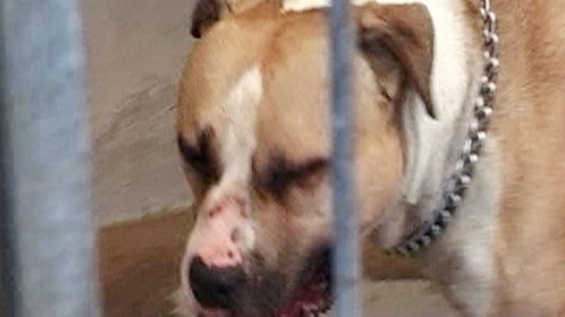 Un American Staffordhire, de la même race que le chien ayant mordu un enfant de 18 mois. (Photo d'illustration) 