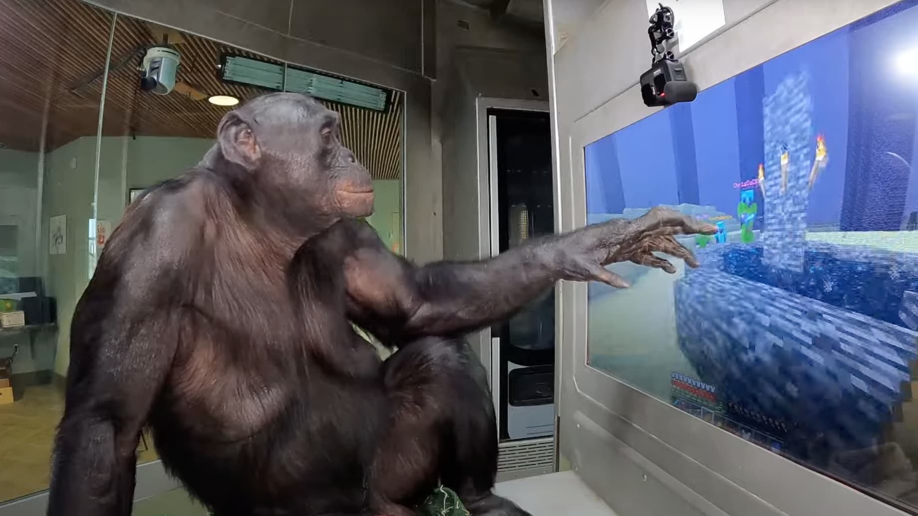 Un singe bonobo vient à bout du boss final de Minecraft
