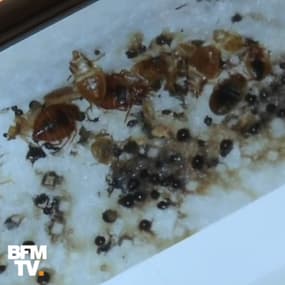 Les punaises de lit vous pourrissent la vie ? Voici comment en venir à bout 