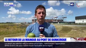 Dunkerque: la mangue de Côte d'Ivoire débarque sur le port