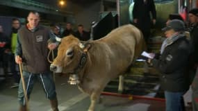 La vache-égérie Haute est arrivée au Salon de l’agriculture