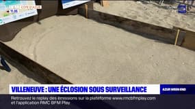 Villeneuve: éclosion imminente des œufs d'une tortue Caouanne