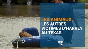 Les animaux, les autres victimes d'Harvey au Texas