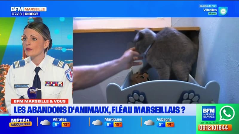 BFM Marseille et Vous: les abandons d'animaux, un fléau marseillais?